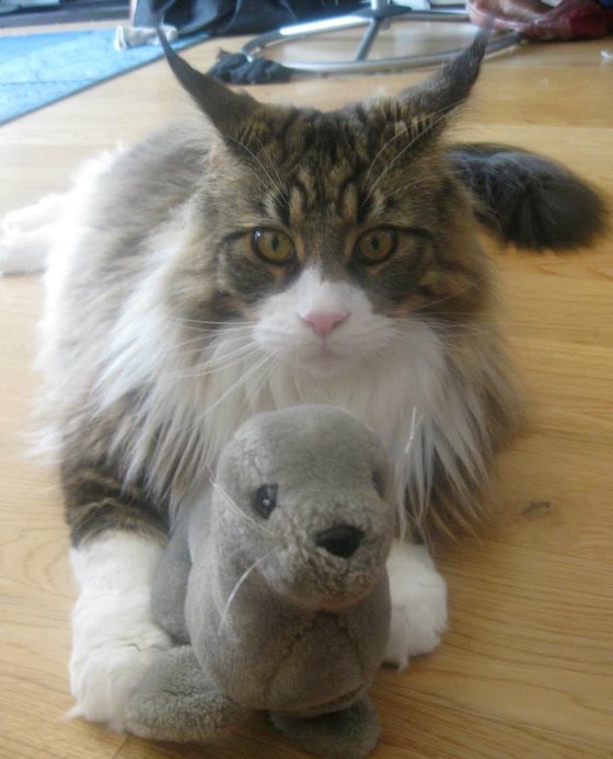 Giant Maine Coon Keeps His Human Warm as Her Purring Blanket Love Meow