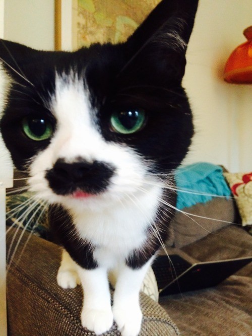 Mustachio Kitty - Love Meow
