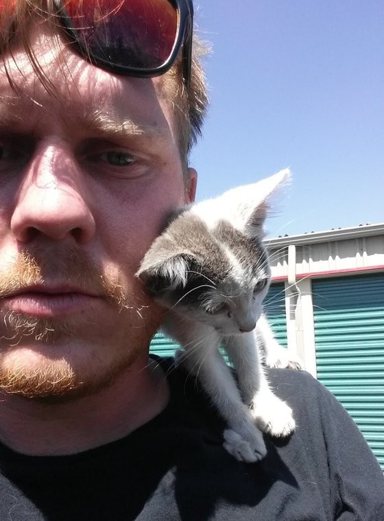 kitten construction company meet the house kittens kitten construction company meet the house kittens