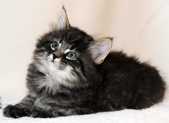 From Tiny Kitten To Majestic Norwegian Forest Cat - Love Meow