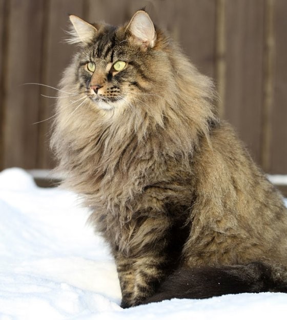 From Tiny Kitten To Majestic Norwegian Forest Cat Love Meow