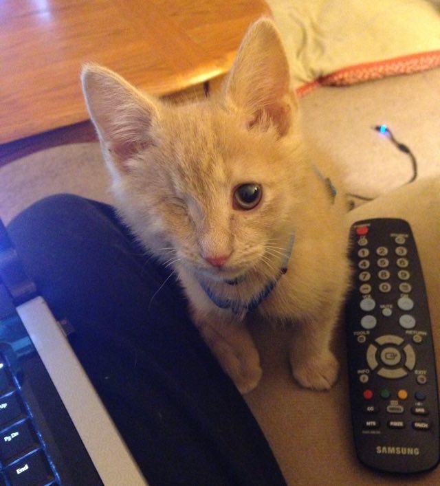 Aragorn The One-eyed Ginger Cat - Love Meow