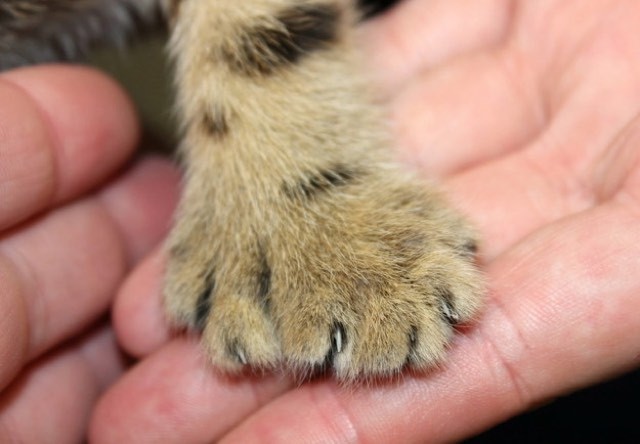 Extra-Toed Kitty Family Rescued In Birmingham - 180 Toesies! - Love Meow