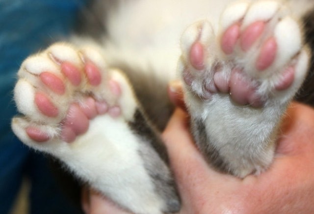 Extra-Toed Kitty Family Rescued In Birmingham - 180 Toesies! - Love Meow