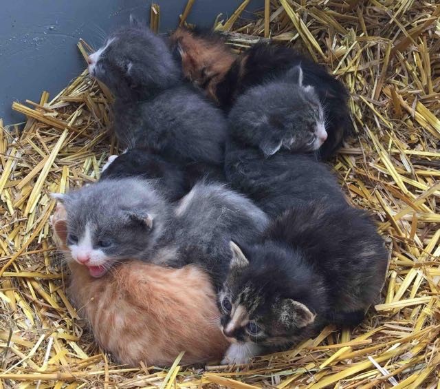 Farm Kittens Find A Little Calf To Be Their 'Mom' Love Meow
