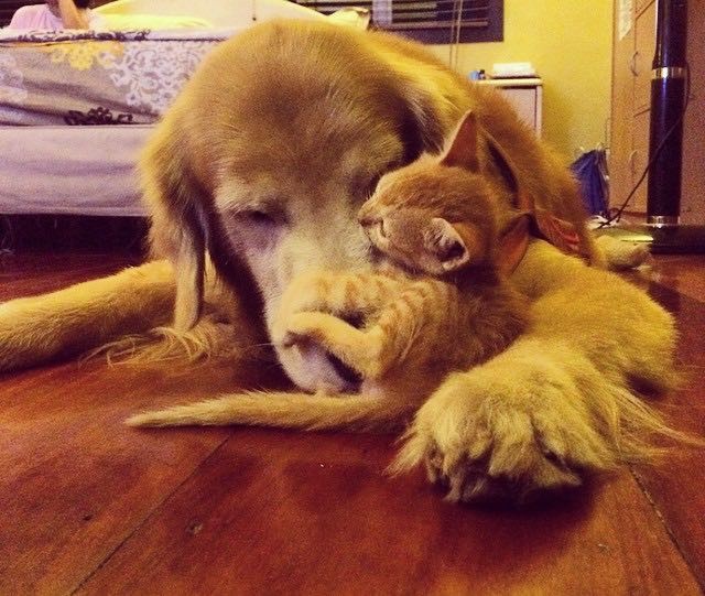 Rescue Ginger Kitten Adopted By Golden Retriever Love Meow