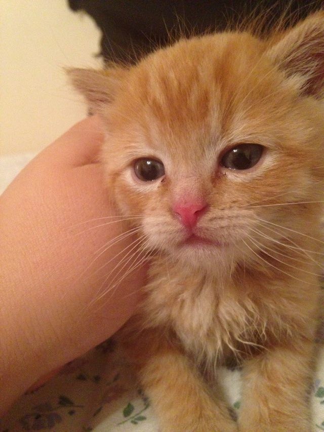 Kitten Rescued by Pet Supply Store Employee Love Meow