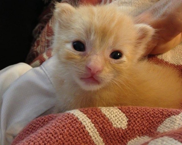 4-day Old Kitten, Nacho, Rescued From Underneath Porch - Love Meow