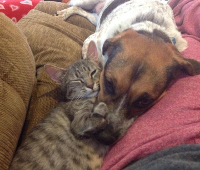 Thumper The 2 Legged Cat, Hops Like A Bunny, Acts Like a Puppy Love Meow