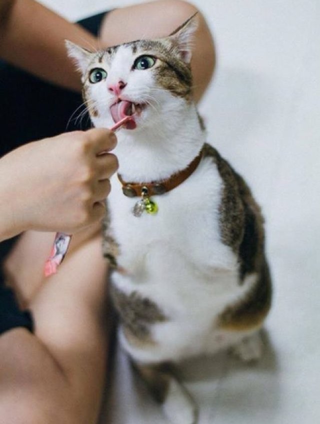 Able the 2 Legged Cat Can Walk and Jump Like a Champ Love Meow