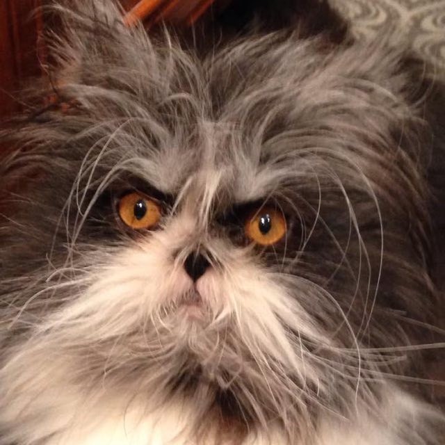 Meet Atchoum the Cat! He Has Perhaps the Furriest Face Ever! - Love Meow