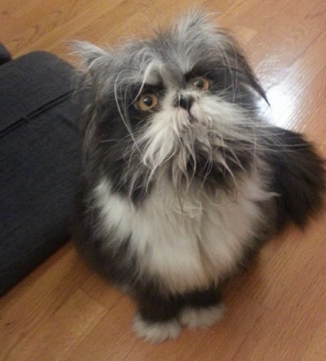 Meet Atchoum the Cat! He Has Perhaps the Furriest Face Ever! - Love Meow