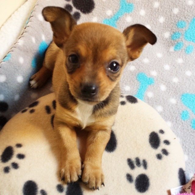 Orphan Kitten and Abandoned Puppy Adopt Each Other and Become Best ...