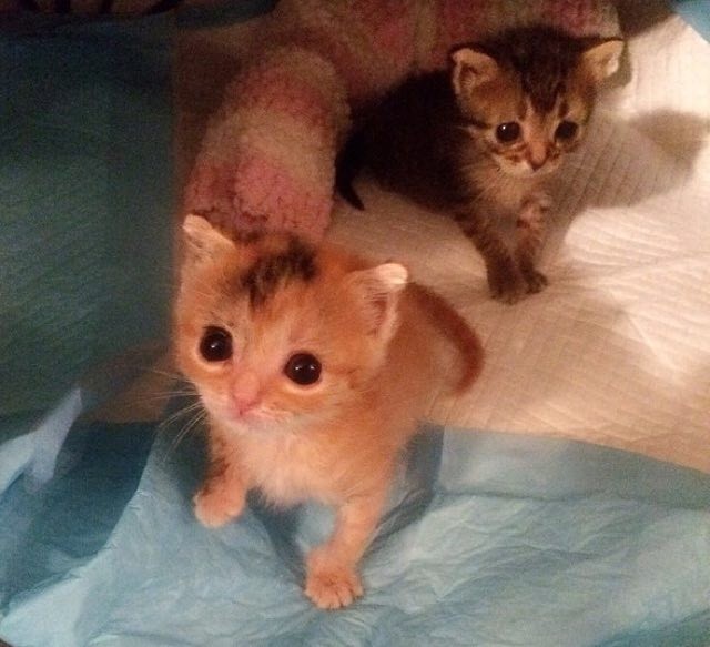 Meet Colin the Little Rescue Runt! He is Small in Size But Big in Heart