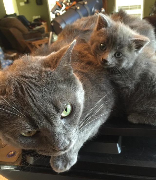 They Keep a Bowl of Cat Food for Strays. This is What They Found Inside