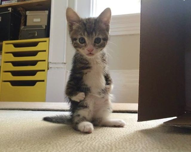 This Kitty Hops Like a Kangaroo and Lives Every Day to Its Fullest