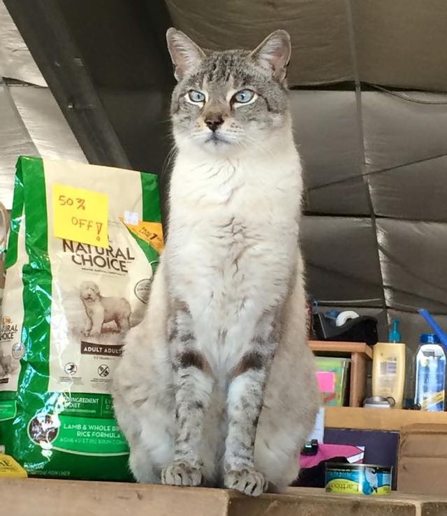 Giant 25 Pound Stray Store Cat and Helps Other Kitties Get
