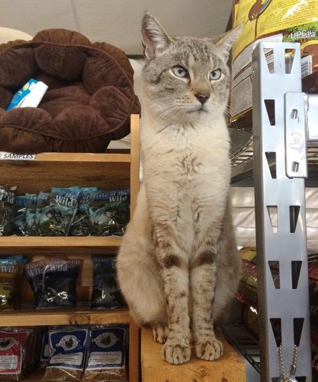 Giant 25 Pound Stray Store Cat and Helps Other Kitties Get