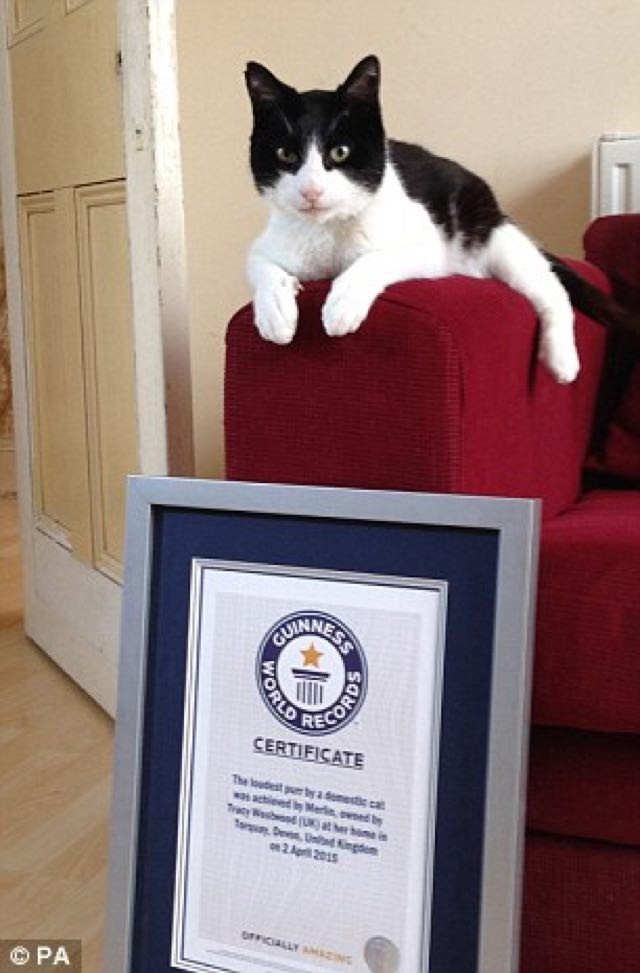 Smallest Cat In The World Guinness 2015 rescue cat merlin sets new world record for loudest purr! hear his Smallest Cat In The World Guinness 2015 rescue cat merlin sets new world record for loudest purr! hear his