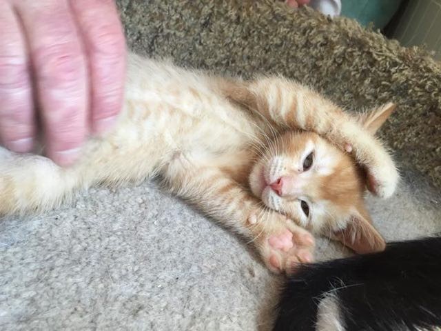 Kitty Making Air  Muffins with His Paws Love Meow