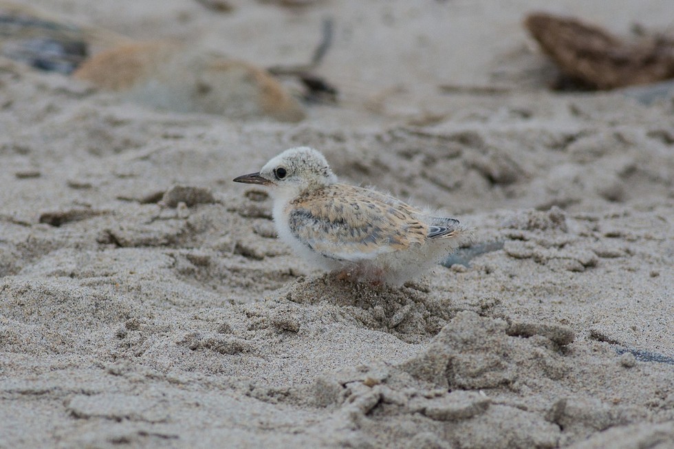 Here Are 11 Of The Hundreds Of Wetlands Animals Who Can Now Live In Peace