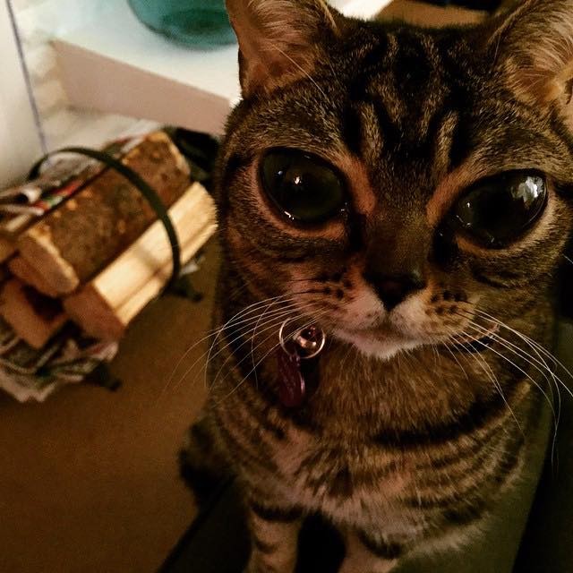 Cat with a Pair of Mysteriously Big Eyes - Love Meow