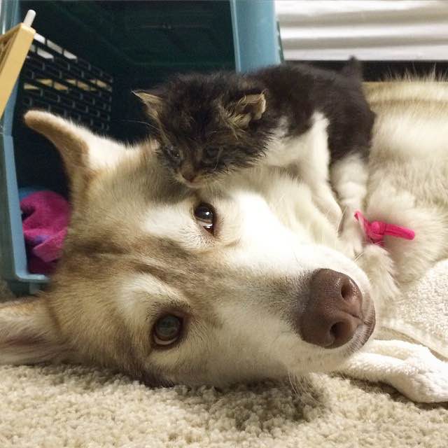 Raising a husky deals puppy with cats