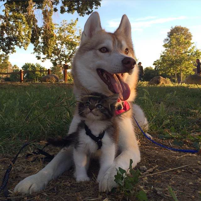 cute huskies and kittens