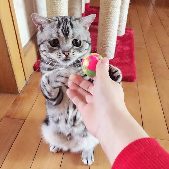 Cat with Sad Worried Eyes. He Can Get Away with Anything With that Look ...