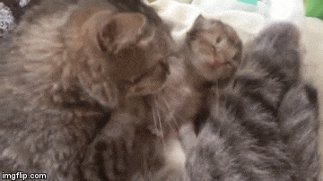 Звук мамы кошки зовущей. Новорожденные котята gif. Гифка Новорожденные котята. Гифка котика с мамой. Гифка котика помурчи.