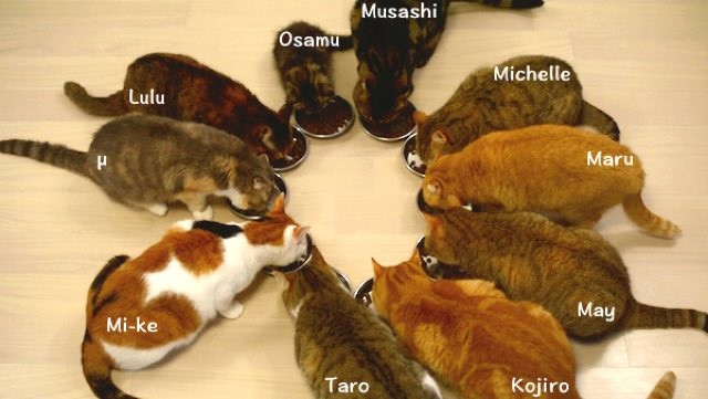 Senior Dog Food >> 10 Cats Eating Together, the Smallest One Makes the Most ... Senior Dog Food >> 10 Cats Eating Together, the Smallest One Makes the Most ...