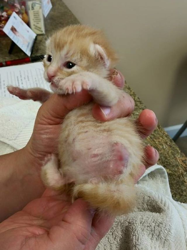 Little Tripod Baby Kitten Moves Further than His Siblings! Love Meow