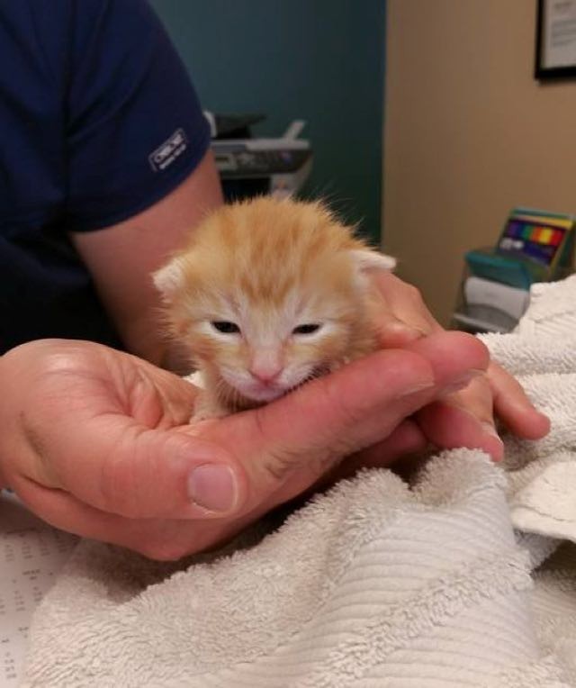 Little Tripod Baby Kitten Moves Further than His Siblings! Love Meow