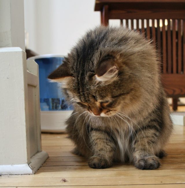 They Waited 28 Days for Their Cat to Come Out from Hiding Love Meow