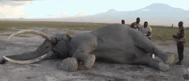 One Of Africa’s Oldest Elephants Rescued After Poaching Attack