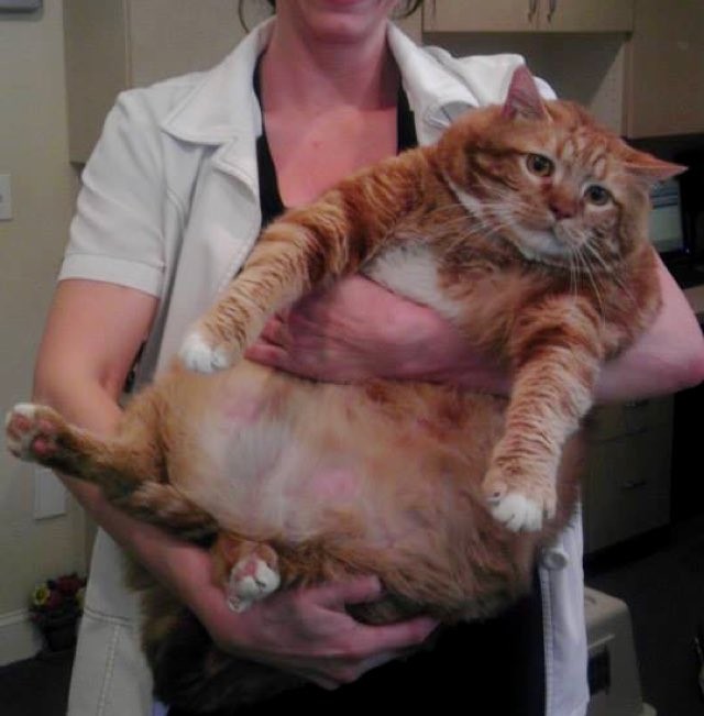 Rescue Cat Shed Over 20 Pounds From Obese To Healthy Love Meow