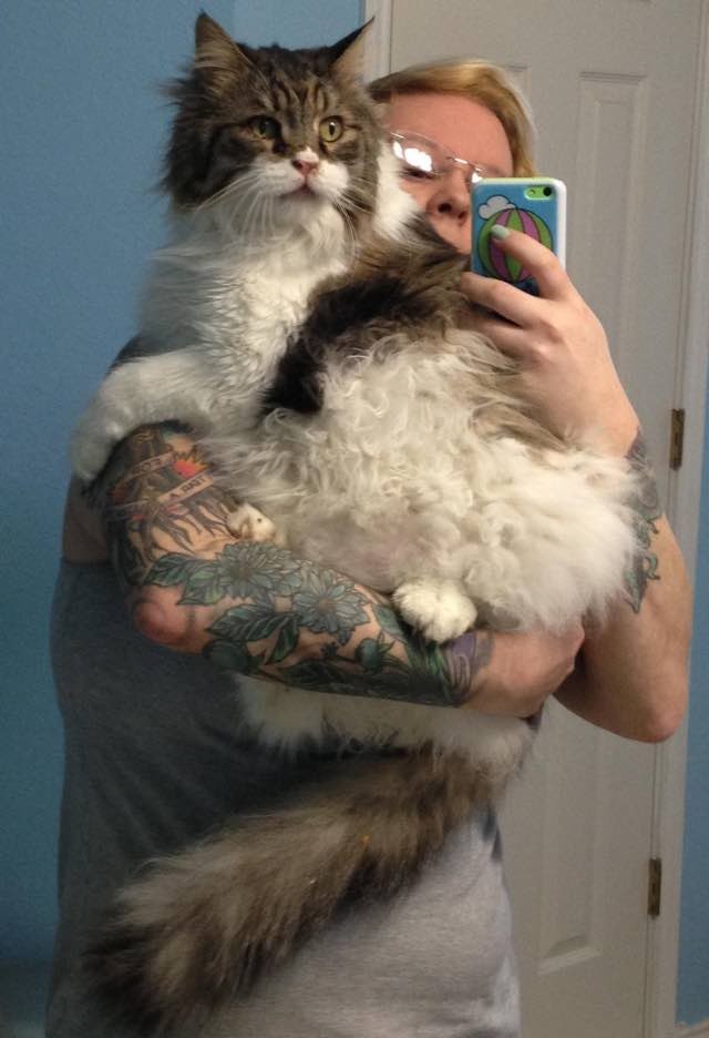 14 Year Old Rescue Senior Cat Drops Half the Weight and Gains a New
