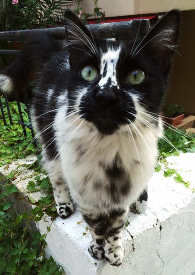 unique cat markings