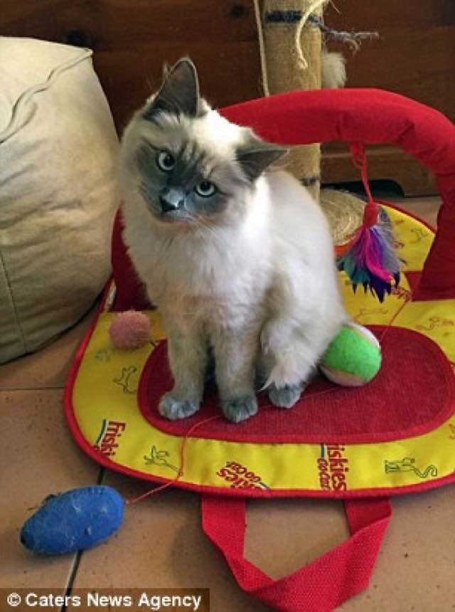 Download Rescue Ragdoll Kitty Has a Constant Head Tilt. She's Truly ...