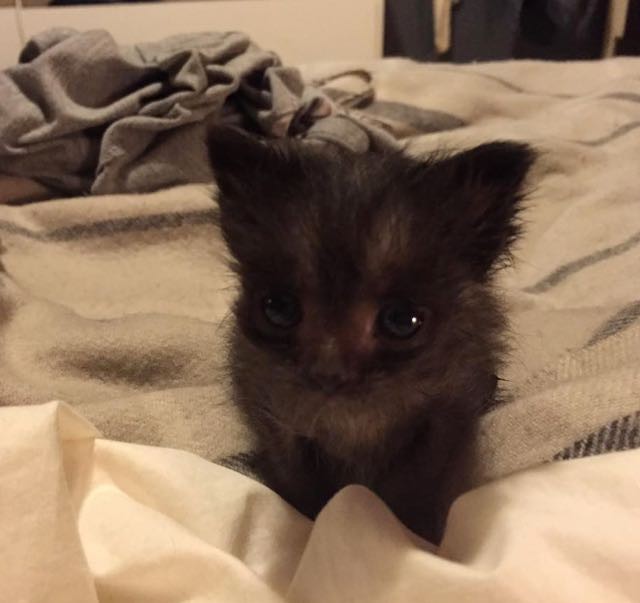 She Wouldn't Give Up on Her Runty Kitten Even When Told Many Times to