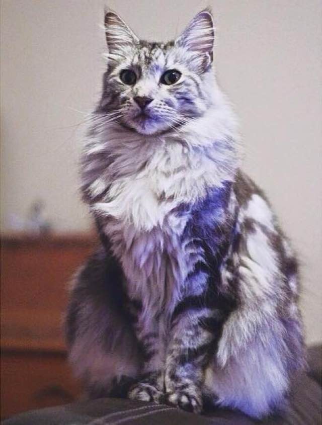 Family Rescued A Maine Coon Cat. 'he's Made Our Family Feel Whole Again 