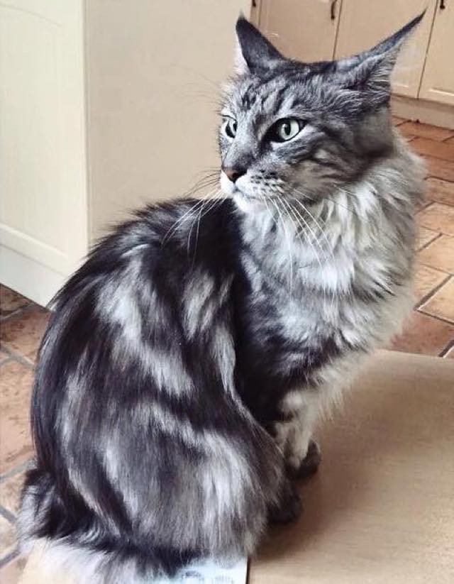 Family Rescued a Maine Coon Cat. 'He's Made Our Family Feel Whole Again