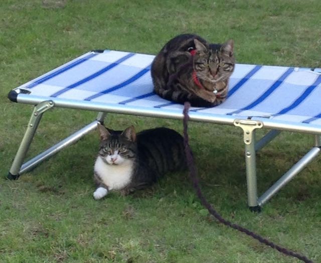 Unbreakable Friendship Between a Tabby and a Neighbor Cat Love Meow