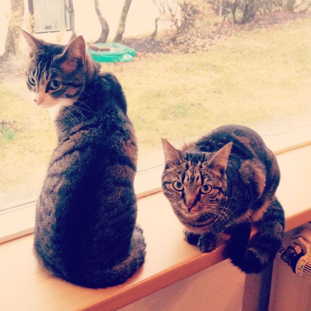 Unbreakable Friendship Between a Tabby and a Neighbor Cat Love Meow