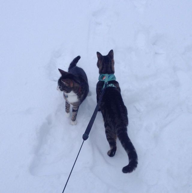 Unbreakable Friendship Between a Tabby and a Neighbor Cat Love Meow