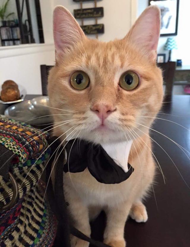 Cat Gives Man Moral and Bowtie Support for His Marriage ...