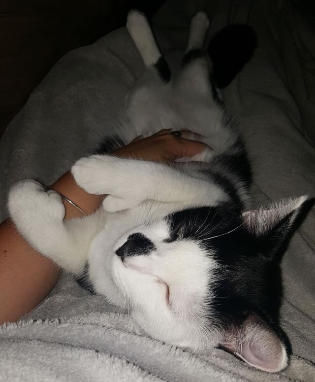 Rescue Cat Never Been Held Now Can T Stop Cuddling His