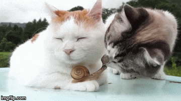 Cat Befriending Tiny Snail With Gentle Nuzzles Love Meow