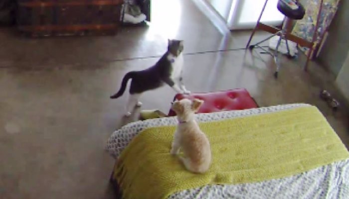 Cat Teaches Barking Pup to Settle Down Better than Most Humans - Love Meow