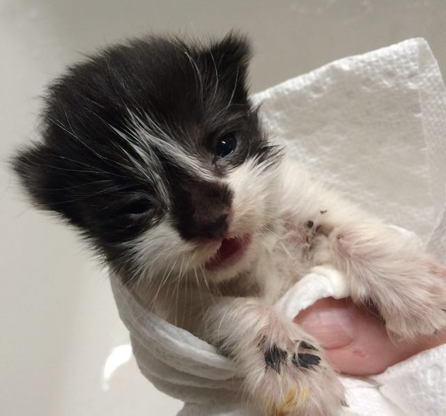 Kitten Found Covered In Glue Now Love Meow Photo By Lisa Vallez
